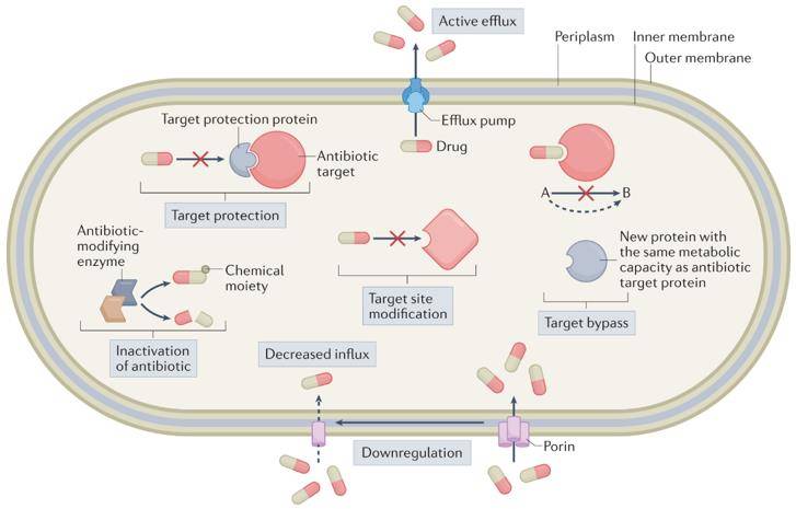 Overview of the molecular mechanisms of antibiotic resistance. (Darby et al., 2023)