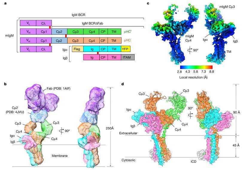 What is B-Cell Receptor Repertoire Sequencing?