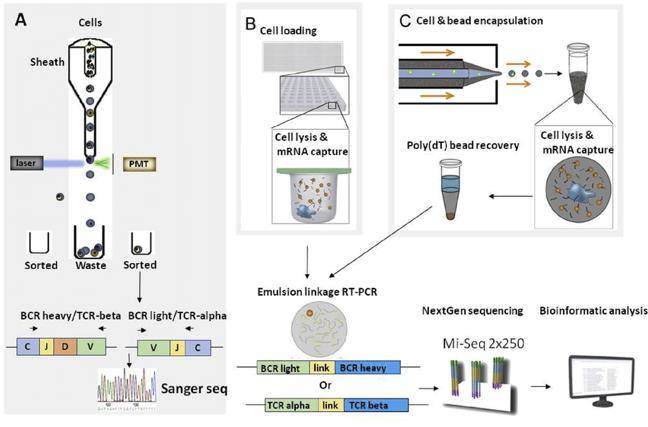 Approaches for BCR and TCR repertoire sequencing. (Seah et al., 2018)