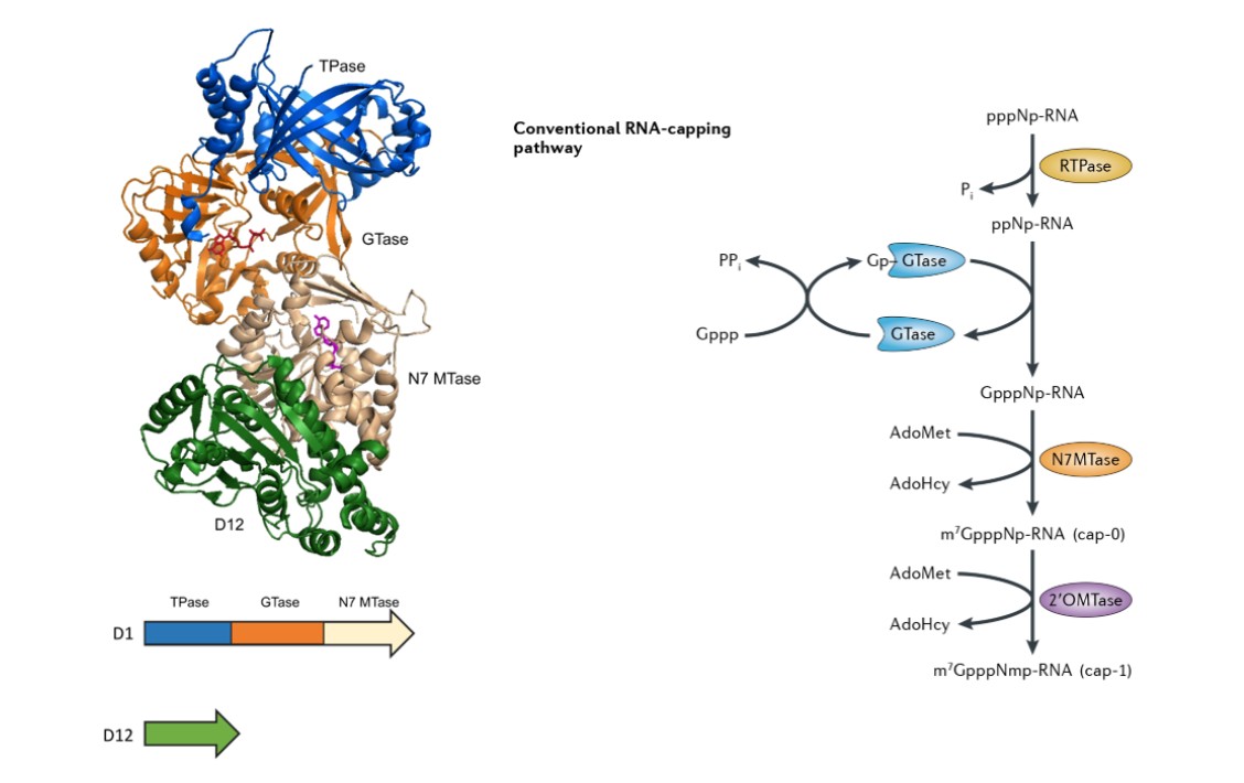 Figure 2.Vaccinia capping enzyme catalytic mechanism showing RNA triphosphatase, guanylyltransferase, and cap incorporation steps used in Cappable-Seq.