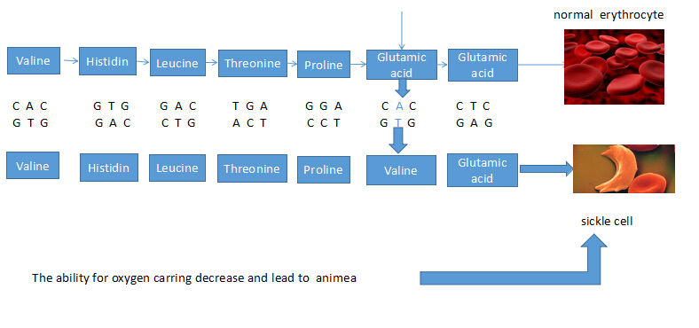 The Basic Information About SNP Genotyping of CD Genomics