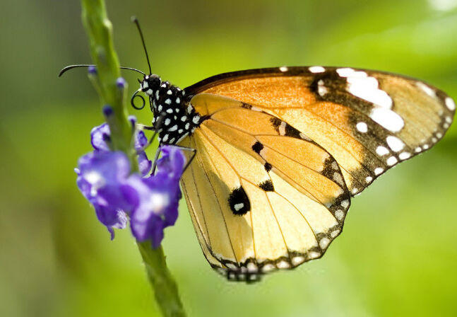 Interesting Genetics: “Genetically Modified”Butterflies
