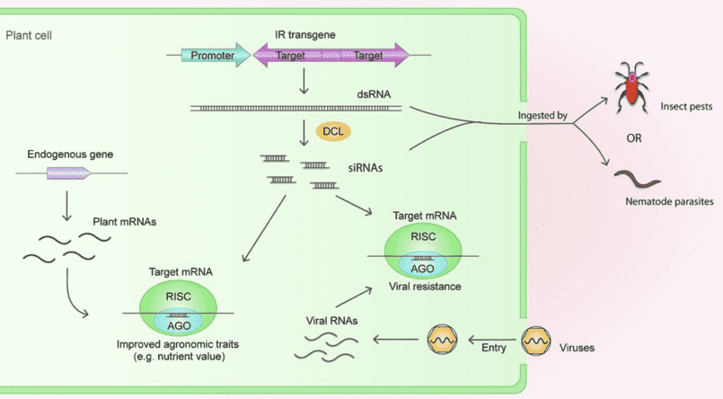 IncRNA for Gene Silencing in Plants