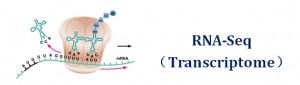 Rare Cell Types Were Discoverd by Single-cell mRNA Sequencing