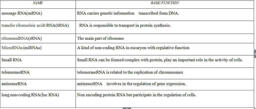 RNA Class:The Classification of RNA