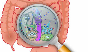 gut microbiome