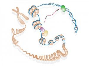 CD Inventory: Relationship between lnc RNA and Disease