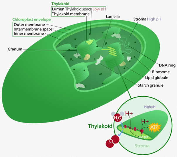 Plant cell chloroplast structure.