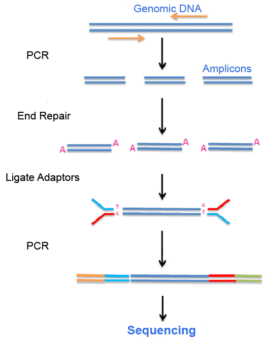 The workflow of amplicon sequencing