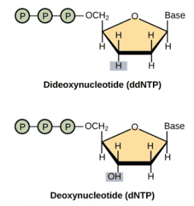 The structure of ddNTP and dNTP.