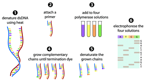 The Sanger sequencing method in 6 steps