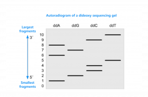 Watson et al., MBG, 2008