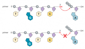 sanger-sequencing-introduction-principle-and-protocol