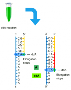 sanger-sequencing-introduction-principle-and-protocol-3