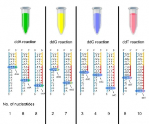 sanger-sequencing-introduction-principle-and-protocol