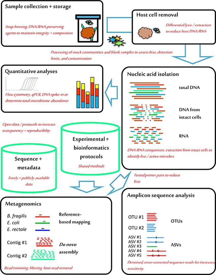 Fecal Microbiome Research: From Sampling to Sequencing