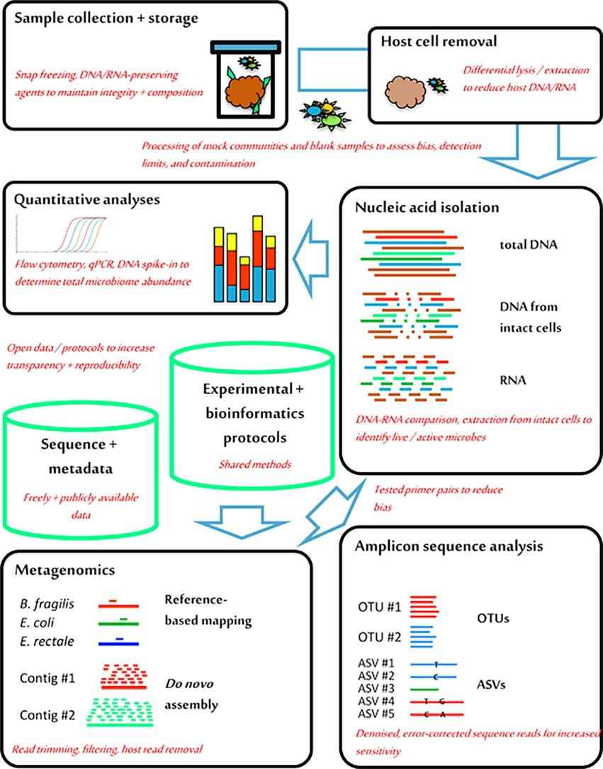 A brief workflow from stool collection to sequencing.