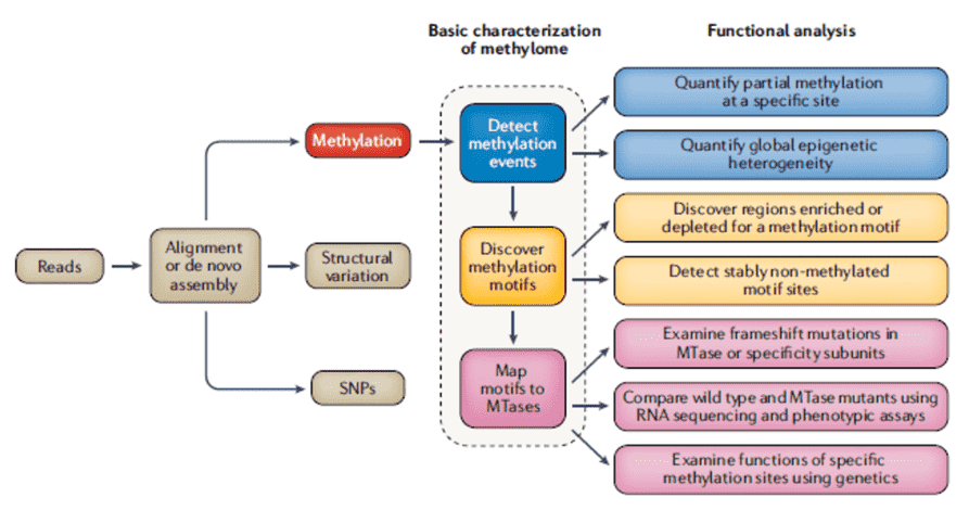 Comprehensive steps for methylome characterization in bacteria