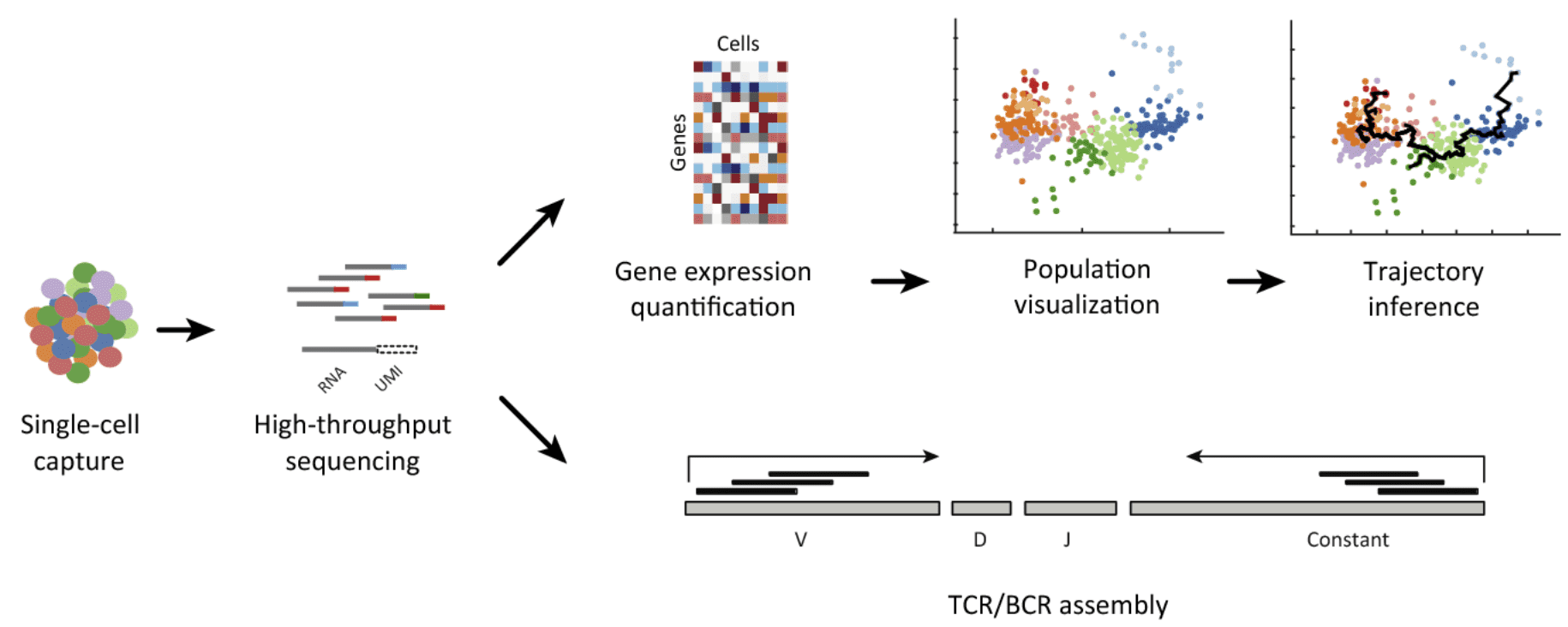 Single Cell Genomics