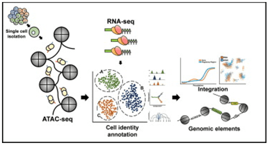 Utilizing ATAC-Sequencing Approach to Predict Transcription Factors Binding in Individual Cells