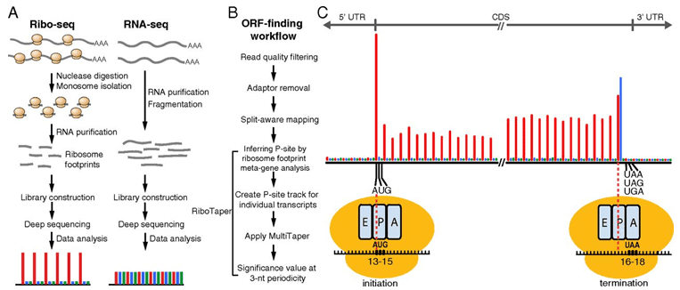 What Is Ribo-Seq (Ribosome Footprinting)?