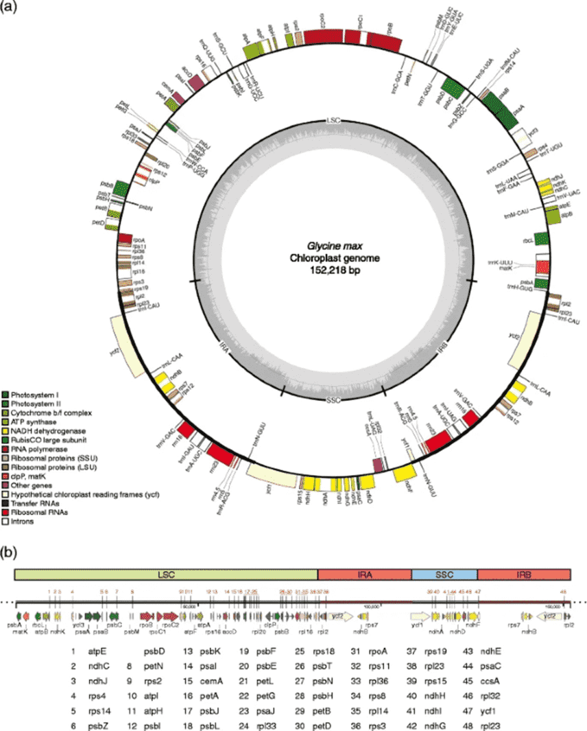 How to Sequence Chloroplast Genome and Why?