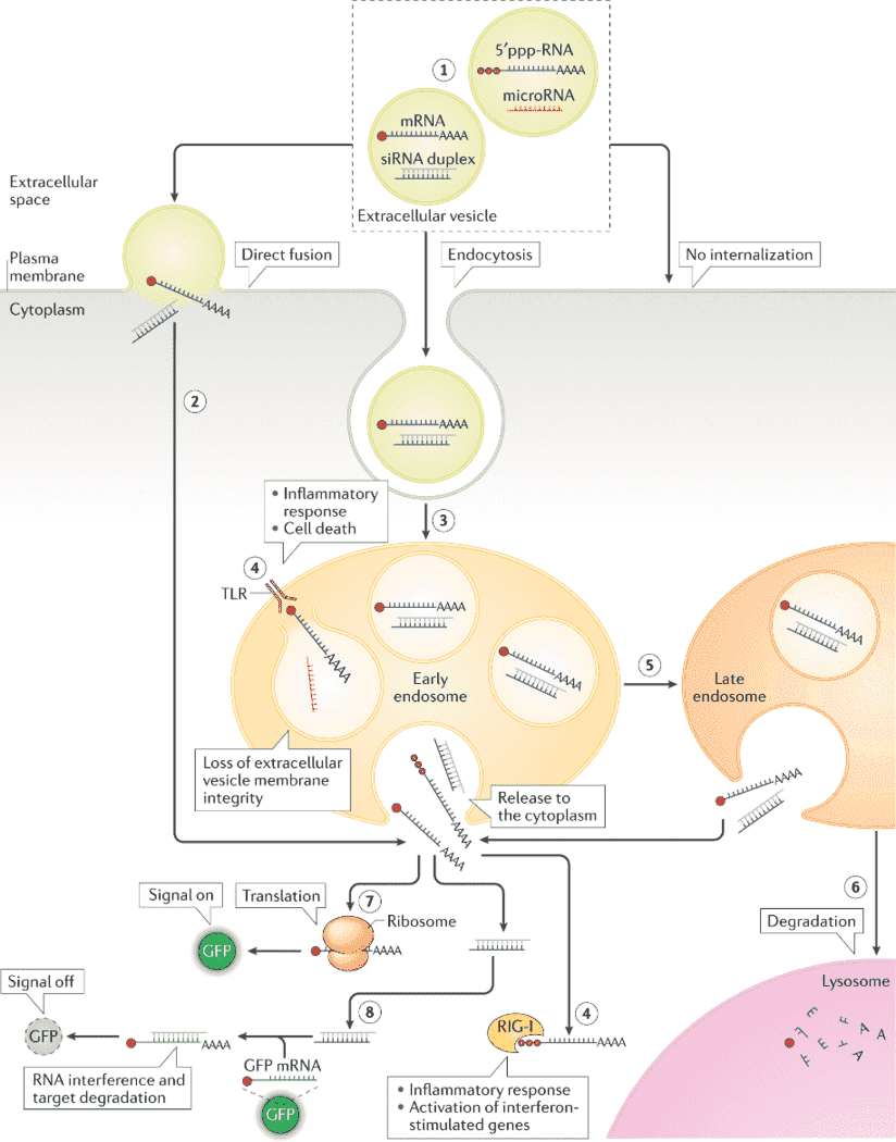 Extracellular vesicle RNA cargo interaction with recipient cells and its functional delivery