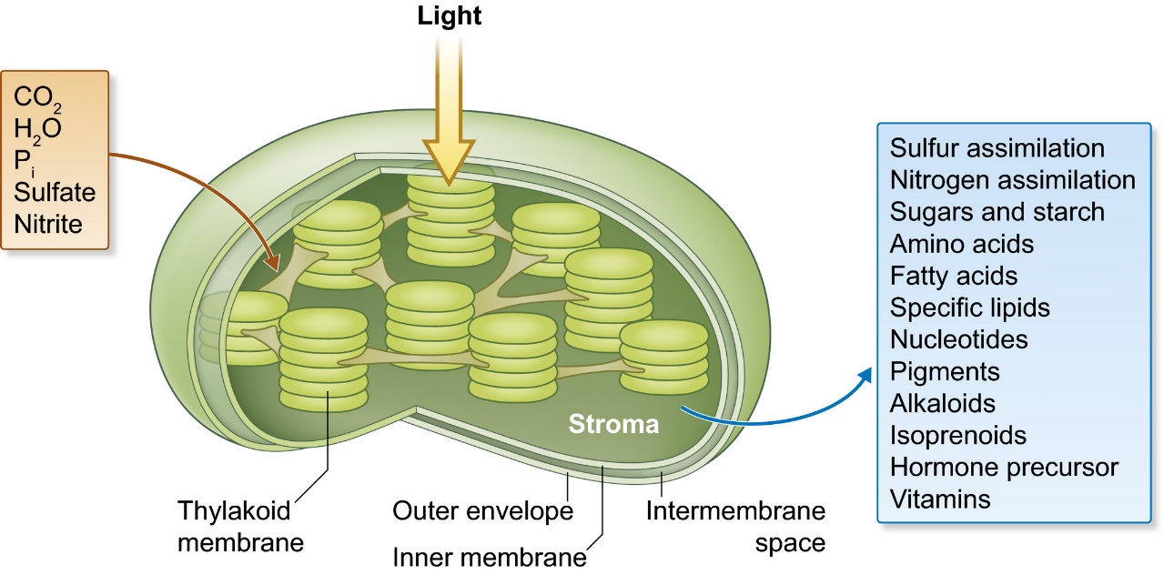 Figure 1. Overall structure of higher plant chloroplasts and overview about its metabolic competence. (Kirchhoff et al., 2019)