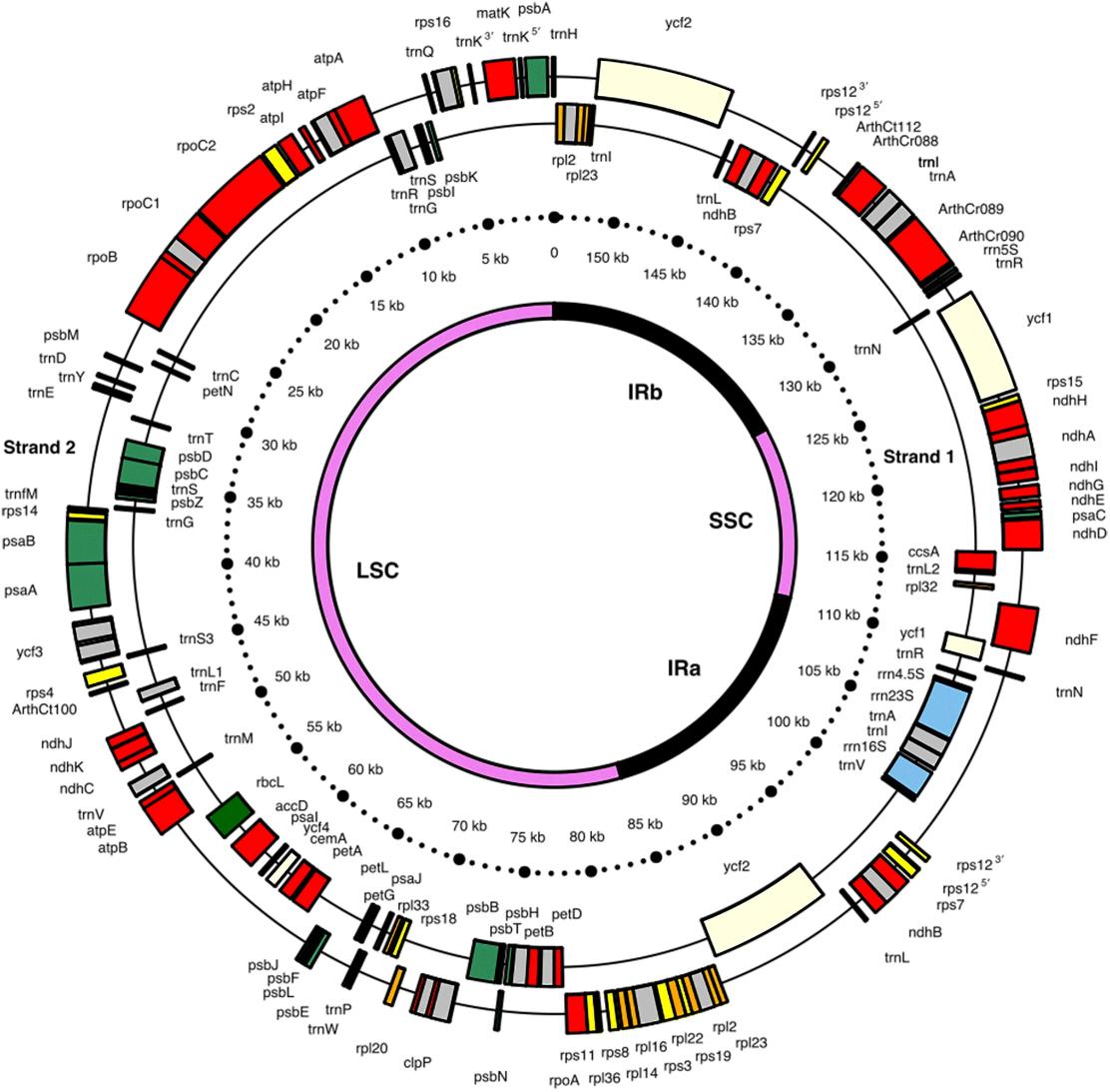 Figure2. A graphic presentation of the A. thaliana cpDNA map. (Dobrogojski et al., 2020)