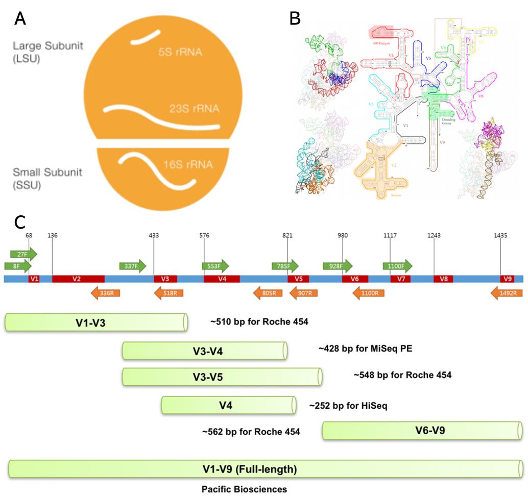 Figure 1. 16S rRNA gene. (A) The involvement of 16S rRNA gene in a prokaryotic ribosome. (B) The 2D and 3D structure of the 16S rRNA gene. Individual regions are shown in the same color (Yang et al. 2016). (C) The regions and primers of 16S rRNA.