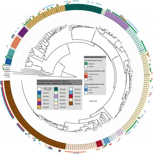 Figure 2. 16S rRNA gene detection