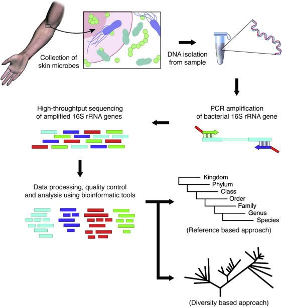 Figure 4. The workflow of 16S rRNA sequencing for human microbiome analysis.