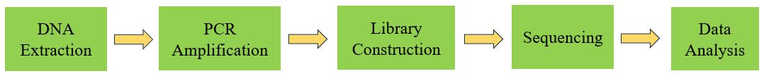 Figure 4 16S rRNA Sequencing Process