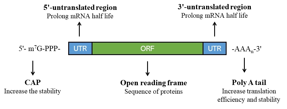 Figure 1. Schematic representation of the mRNA structure