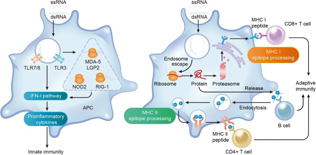 Figure 2. Dual effects of mRNA vaccine on immune activation. (Zhang et al., 2023)