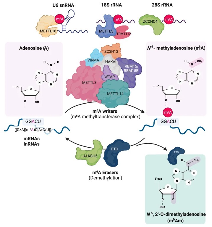 Figure 4. The workflow of 16S rRNA sequencing for human microbiome analysis.