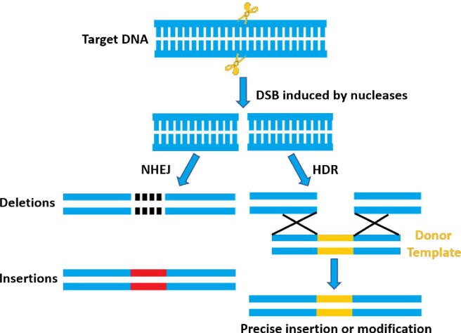 Visual representation of the genome editing process depicting the steps and mechanisms involved in altering DNA sequences.