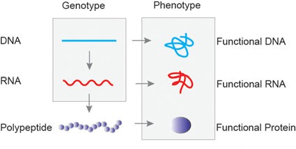 Phenotype vs Genotype: Understanding Genetic Expression and Its Implications