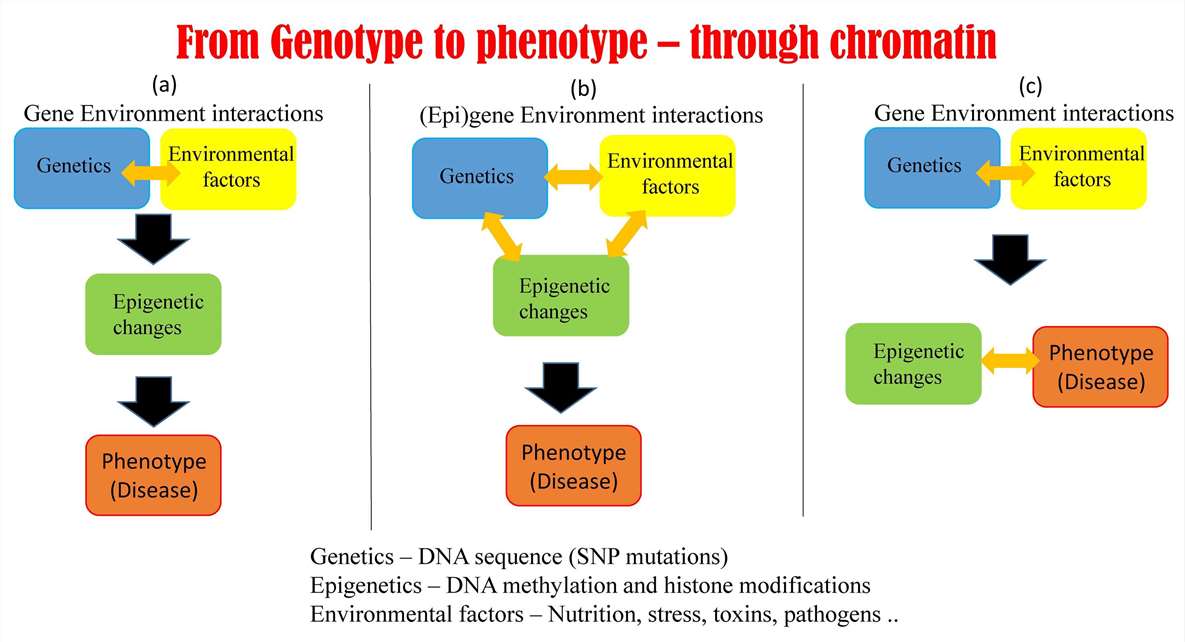 Visual representation of how epigenetics influences the gene expression process, showing the interaction between genotype and phenotype.